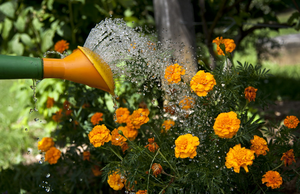 Slika prikazuje zalivanje cvetja z zalivalko.